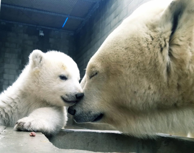 Сотрудники зоопарка в США засняли невероятные кадры с белым медвежонком - ВИДЕО