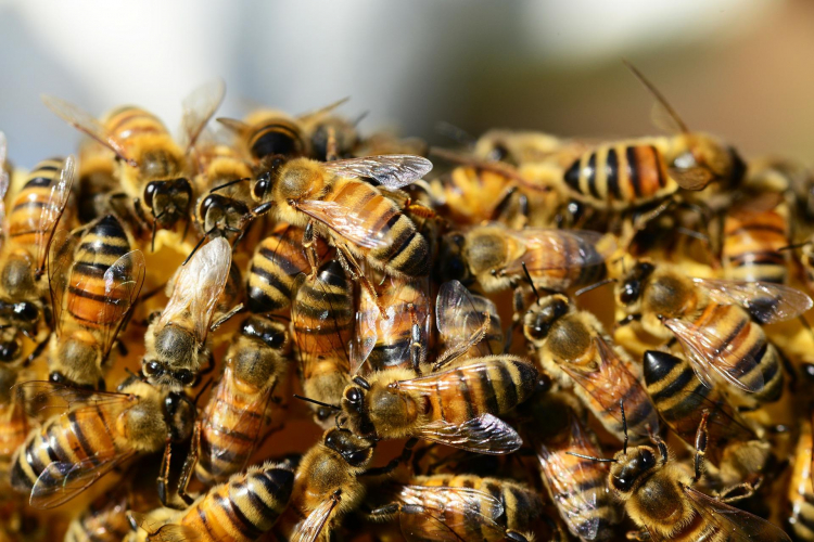 В Азербайджане зафиксирована массовая гибель пчел
