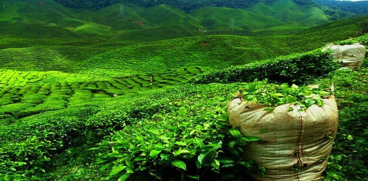 В Азербайджане импорт чая превысил экспорт более чем в 10 раз
