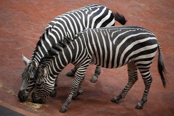 Ученые объяснили, почему зебры полосатые
