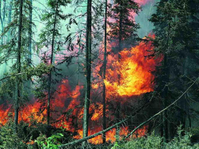 Эксперт: Восстановление сожженных армянами лесов в Азербайджане потребует 100-150 лет