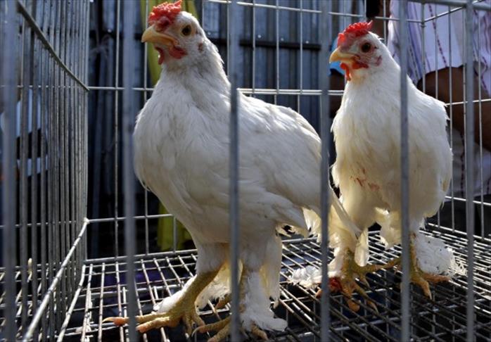 На западе Японии обнаружили новый очаг птичьего гриппа
