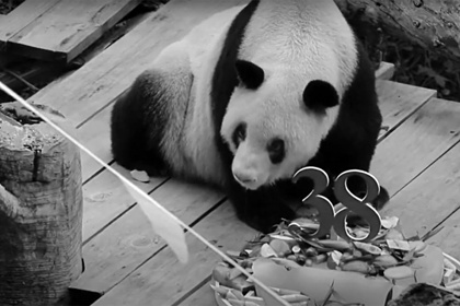 Скончалась старейшая в мире панда