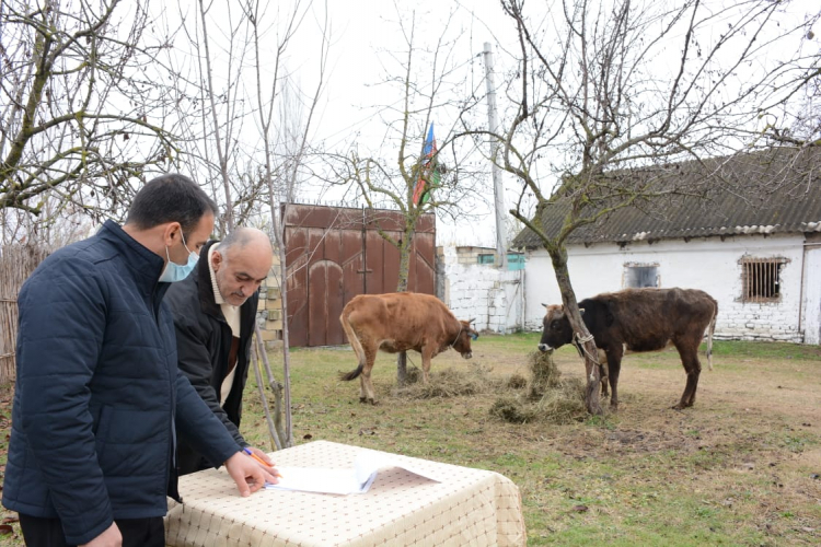 В Азербайджане для семей шехидов Отечественной войны созданы малые хозяйства - ФОТО