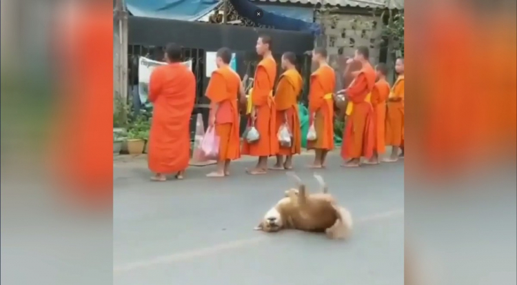 Веселый пес нарушил дзен буддистских монахов - ВИДЕО