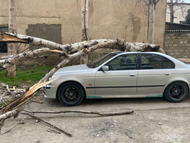 В Баку начались последствия сильного ветра: на автомобиль упало дерево - ВИДЕО