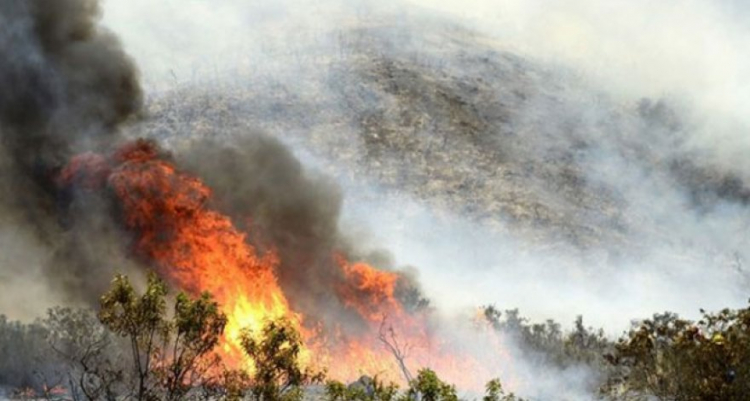 Пожар в Лерикском районе уничтожил 0,5 гектаров лесного участка