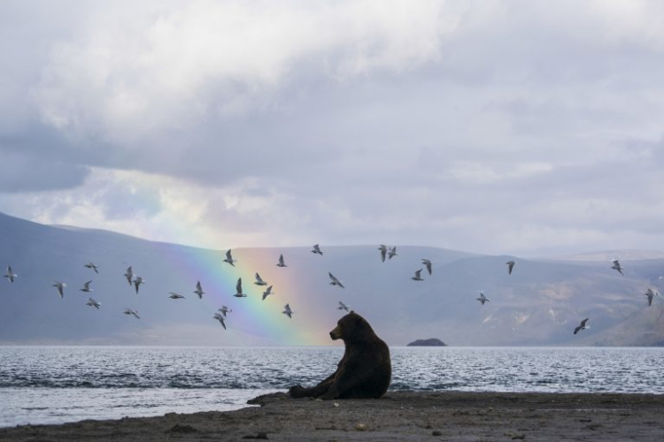 Фотограф сняла медведя, любующегося радугой перед зимней спячкой - ФОТО