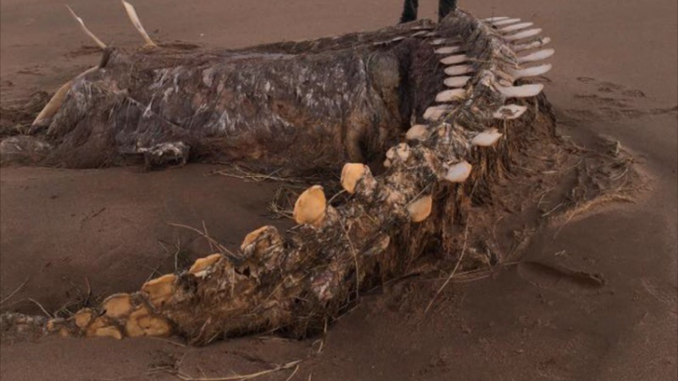 В Шотландии ураган вынес на побережье скелет загадочного существа - ФОТО