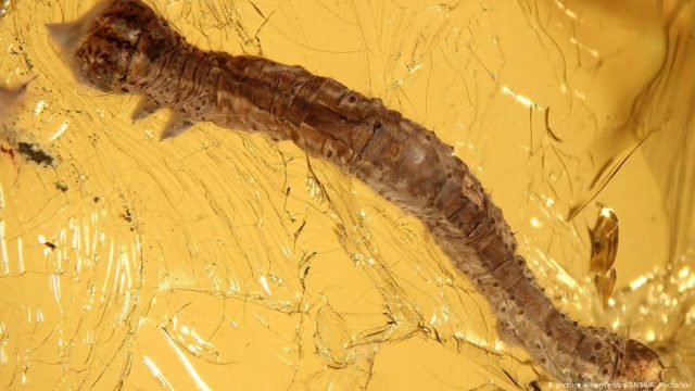 Этой гусенице - 44 миллиона лет, и она идеально сохранилась
