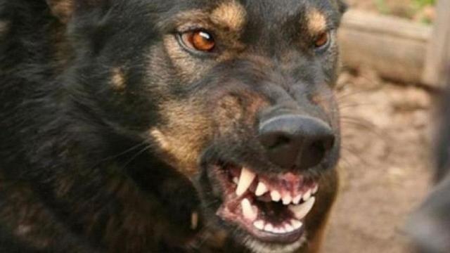 В Азербайджане собака покусала детей