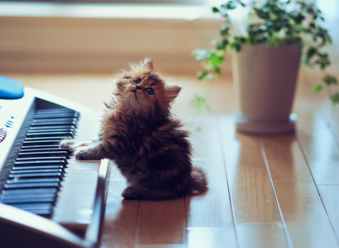 В США создали расслабляющую музыку для кошек
