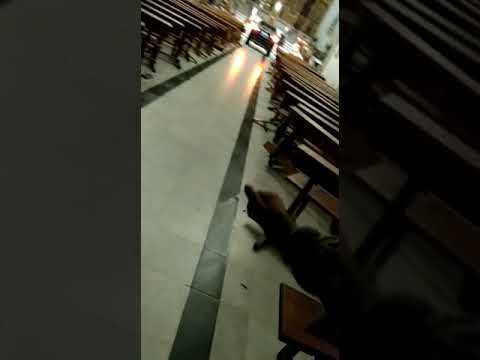 В Испании автомобилист "пытался укрыться от дьявола" и протаранил храм - ВИДЕО