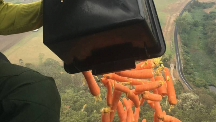 Голодающим австралийским животным сбросили с воздуха тонны моркови - ФОТО - ВИДЕО