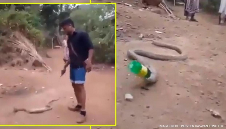 Шокирующее видео: кобра мучительно выплевывает пластиковую бутылку - ВИДЕО