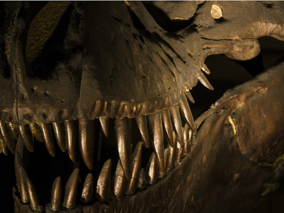 Ученые в США назвали главную причину вымирания динозавров