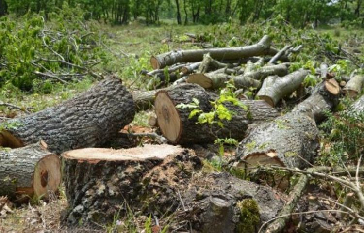 В Азербайджане за нарушение экологического законодательства оштрафованы 868 человек
