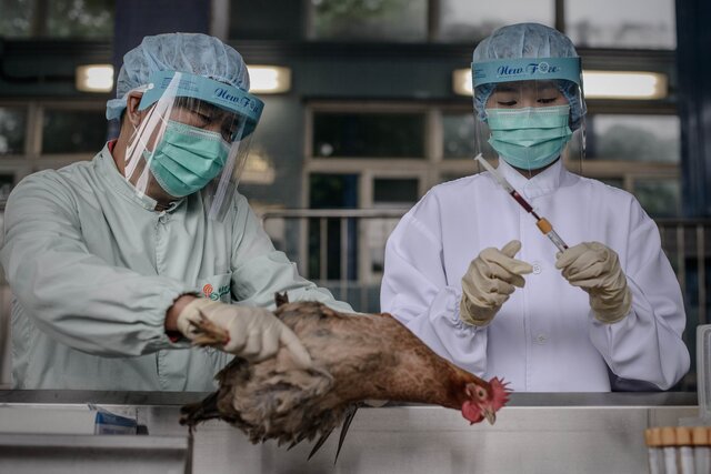 Китай запретил торговлю дикими животными по стране из-за вспышки коронавируса
