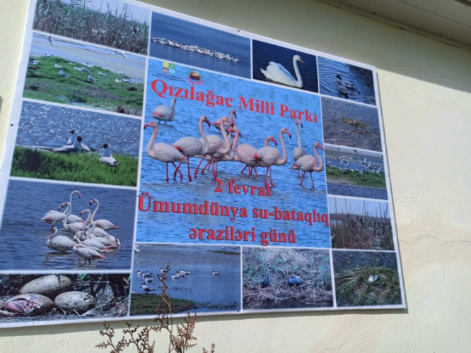 В Азербайджане развивается орнитологический вид туризма - ФОТО