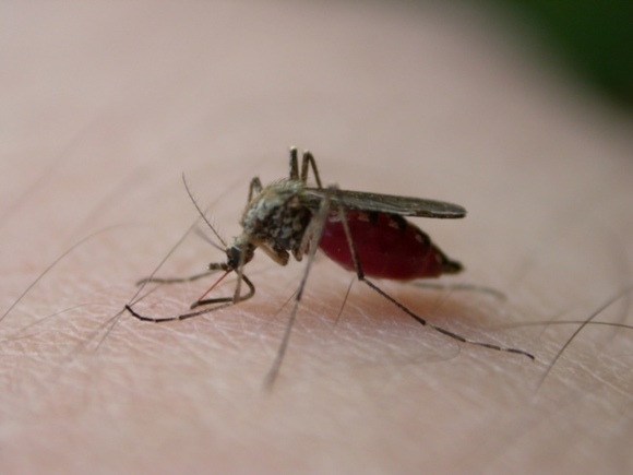 Иммунолог рассказала об опасности комариных укусов
