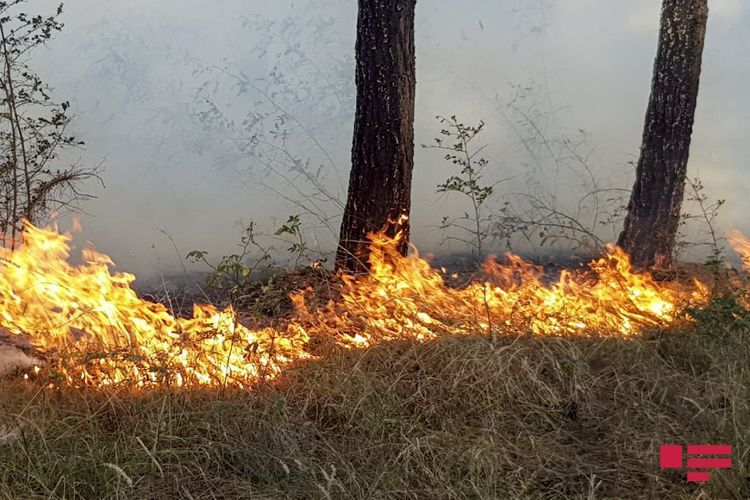 В Национальном парке Гызылагадж начался пожар - ОБНОВЛЕНО -1