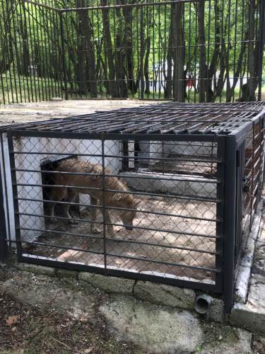 В Азербайджане оштрафован ресторан, содержавший диких животных - ФОТО