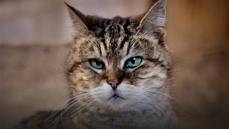 Живущая 15 лет в мечети Айя-София кошка покорила сеть
