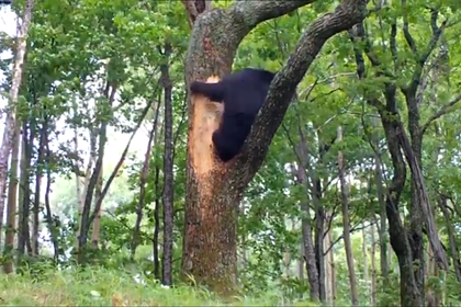 Медвежонок попал на видео во время "ограбления" пчелиного улея - ВИДЕО