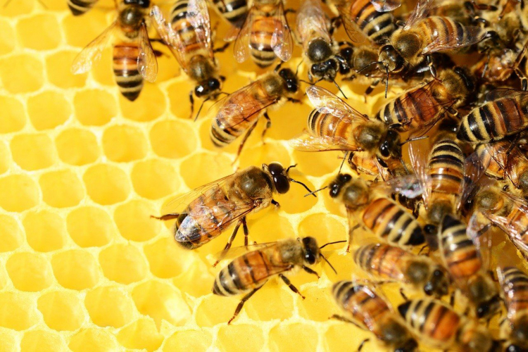В Азербайджане увеличилось число пчелиных семей
