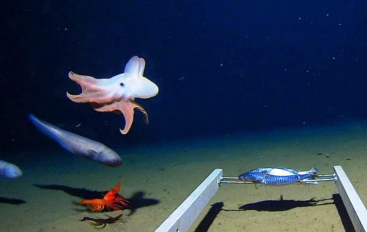 Морские биологи смогли запечатлеть на камеру самого глубоководного осьминога - ФОТО