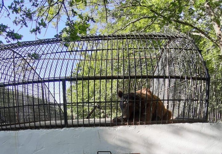 Минэкологии Азербайджана о медведе, пойманном вчера в Шеки 