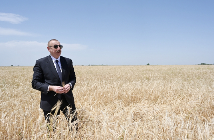 Президент Ильхам Алиев в Агджабеди принял участие в церемонии начала сбора урожая зерновых