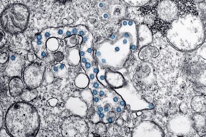 Теорию об опасных мутациях коронавируса опровергли

