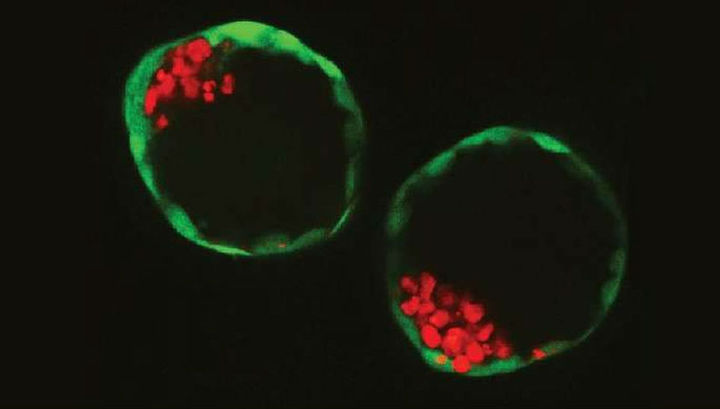 Ученые собрали из стволовых клеток модель эмбриона человека
