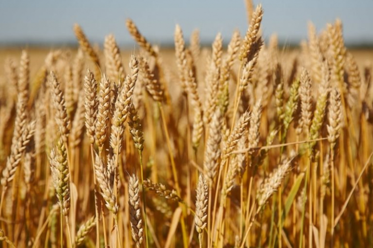 В Азербайджане собрано более 560 тыс. тонн зерновых
