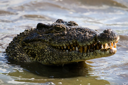 Крокодил заживо съел рыбака на глазах у жены
