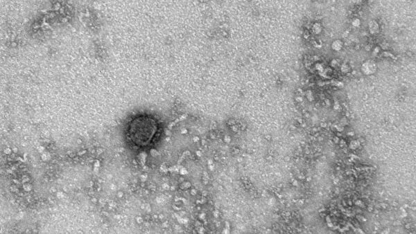 Ученые из США обнаружили у коронавируса SARS-CoV-2 «зловещие щупальца»