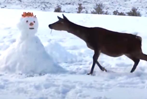 Забавный олень и его реакция на снеговика рассмешили пользователей сети - ВИДЕО