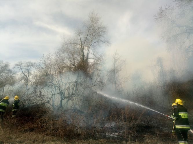 Пожар в лесной полосе в Огузе потушен
