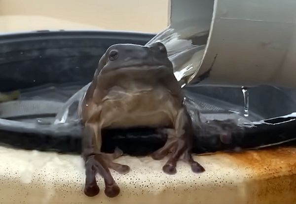 Австралийский лягушонок не скрывает своего счастья, сидя под ливнем - ВИДЕО