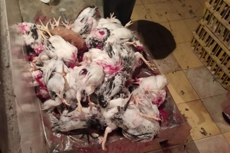 В Гяндже выявлен птицеводческий цех, работавший в антисанитарных условиях 