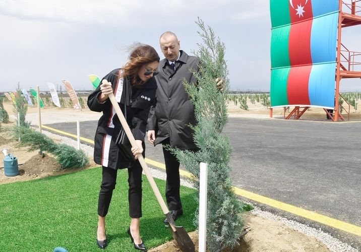 Ильхам Алиев и  Мехрибан Алиева посадили деревья по случаю дня рождения Гейдара Алиева - ФОТО
