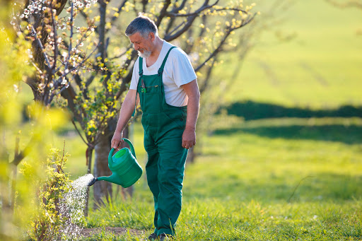 Как правильно поливать деревья в летнее время – СОВЕТЫ АЗЕРБАЙДЖАНСКОГО СПЕЦИАЛИСТА