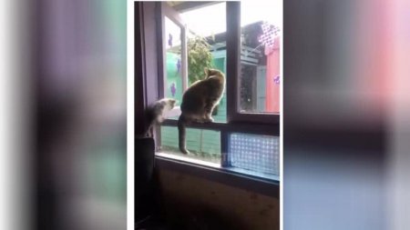 Эта кошка заставила полетать из окна котенка и стала самой популярной в TikTok - ВИДЕО