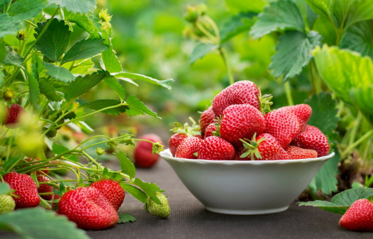 Любимая ягода ежедневно сокращает жизнь азербайджанцев – ЭКСПЕРТ БЬЕТ ТРЕВОГУ