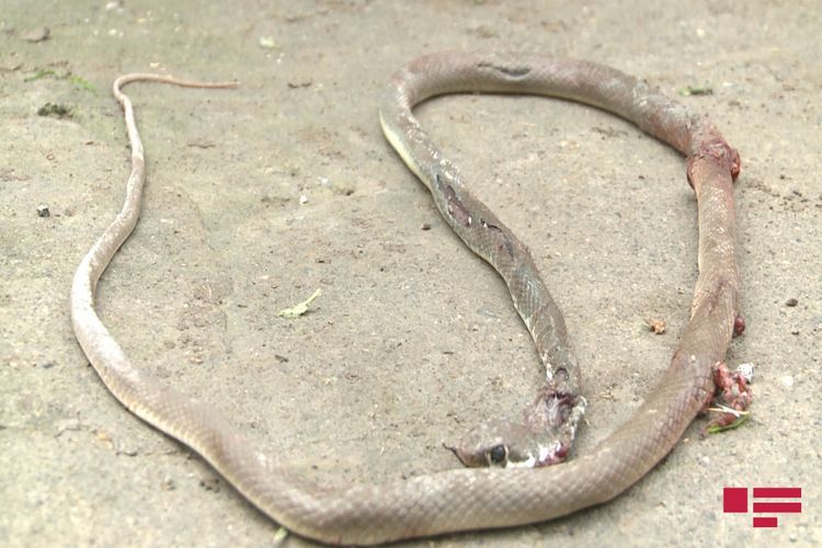 В Азербайджане зафиксированы 5 случаев змеиных укусов
