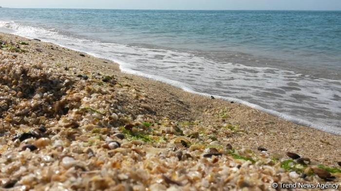 Минэкологии Азербайджана проводит мониторинг морской воды Каспийского моря