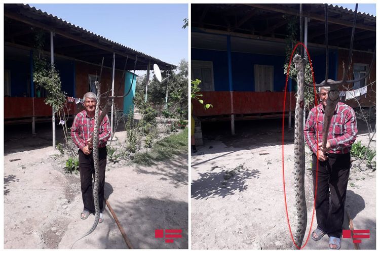 В одном из регионов Азербайджана найдена и убита ядовитая змея - ФОТО