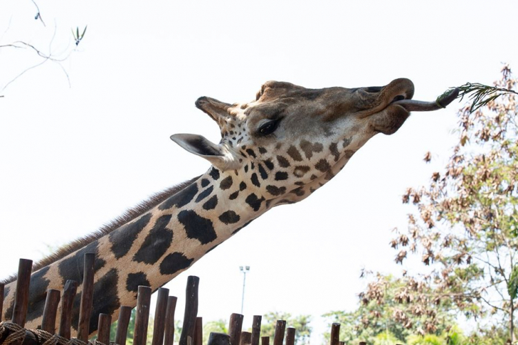 Жирафа, родившегося во время пандемии, назвали Корона
