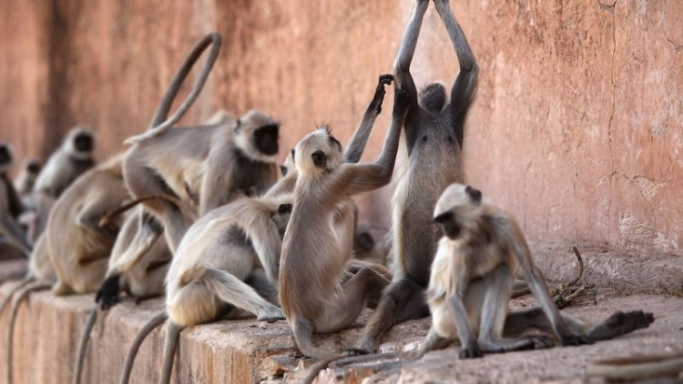 В Индии обезьяны похитили образцы крови возможных носителей COVID-19
